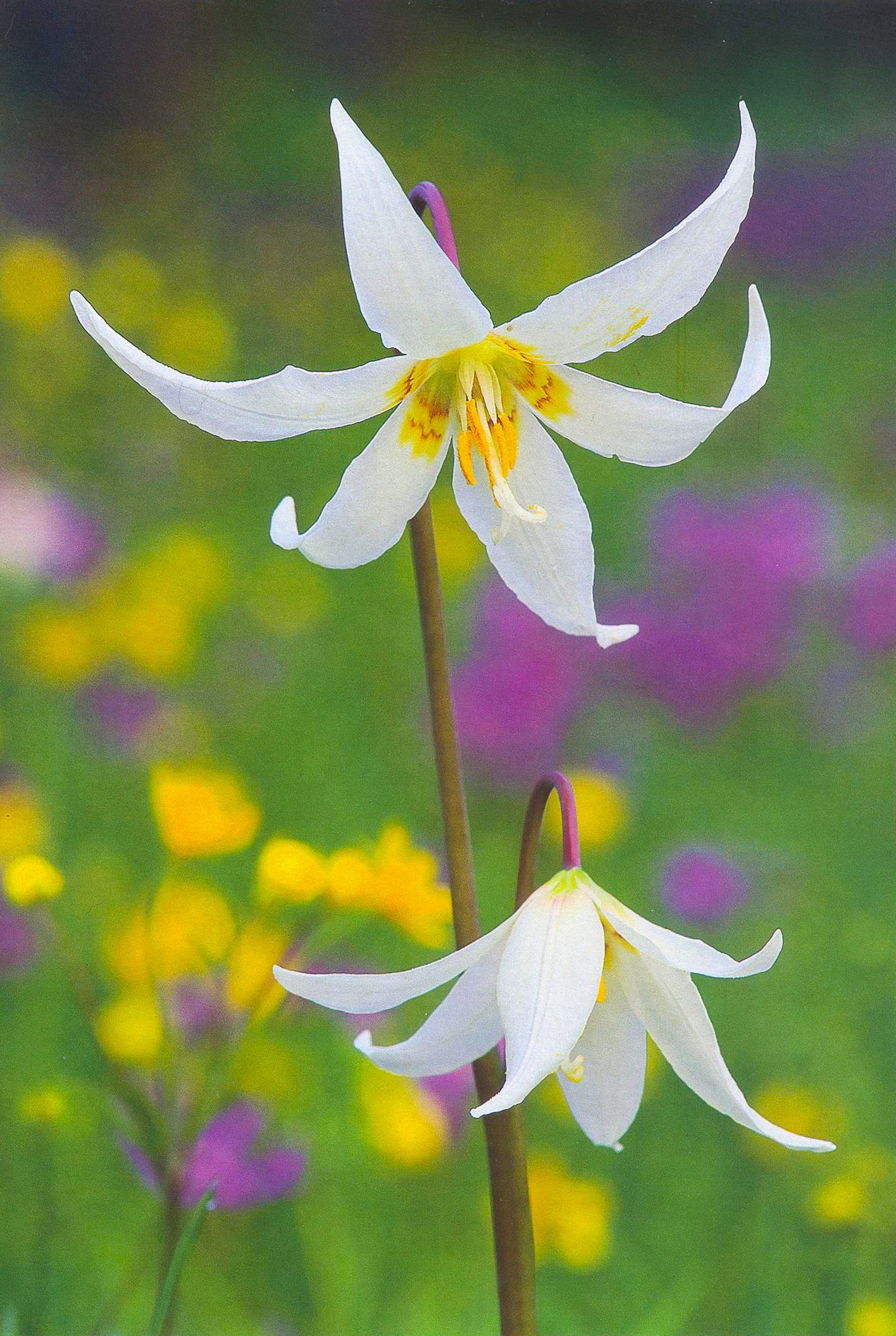 Two wide open white fawn lily blossoms.