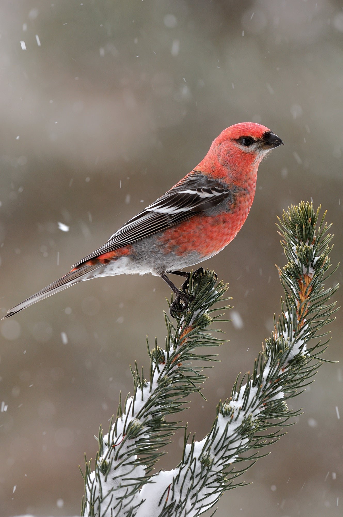 A pine grosbeak bird sitting on a snowy branch. End of image description.