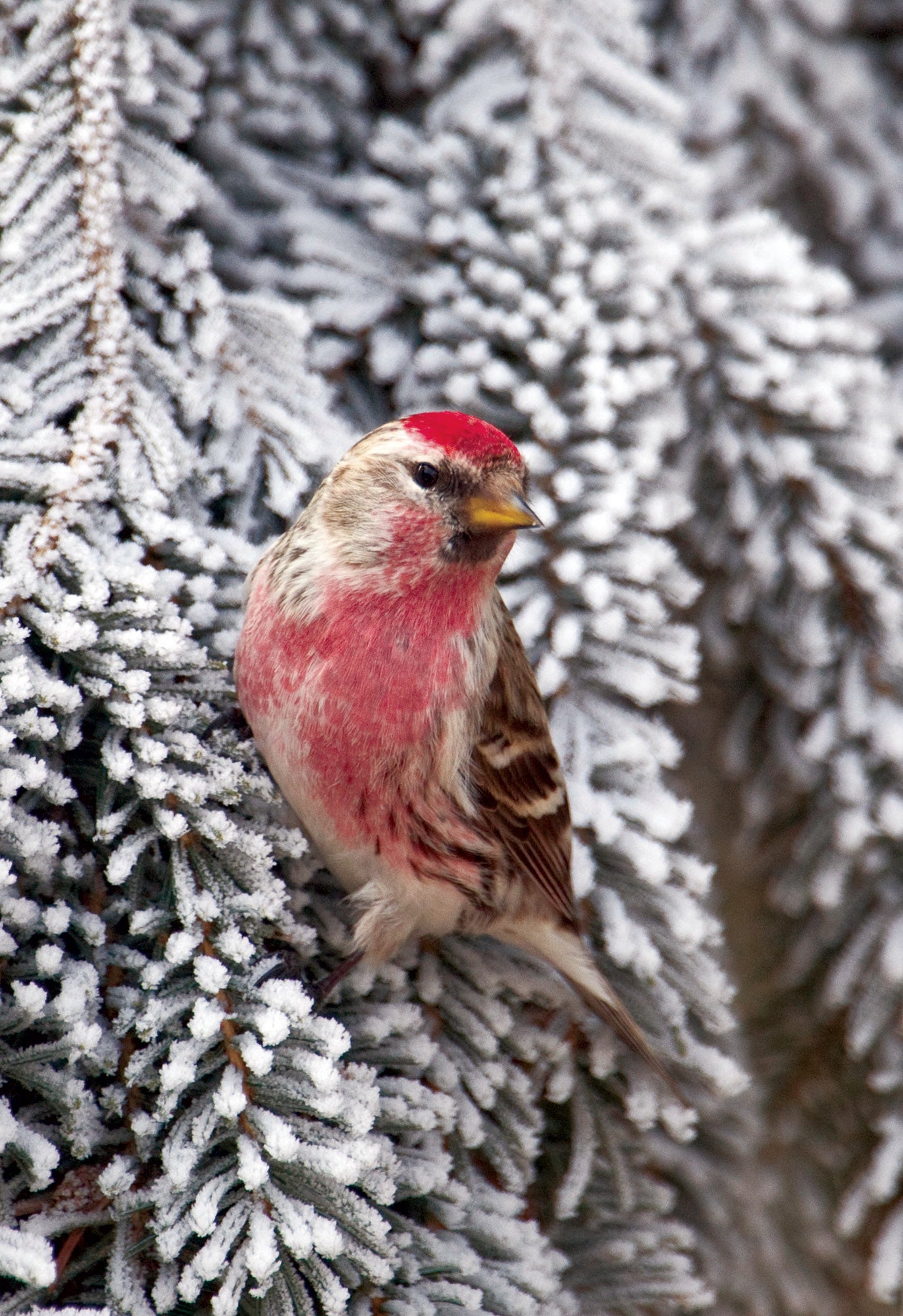 A photo of a redpoll bird gripping on to a snow covered tree branch. End of image description.