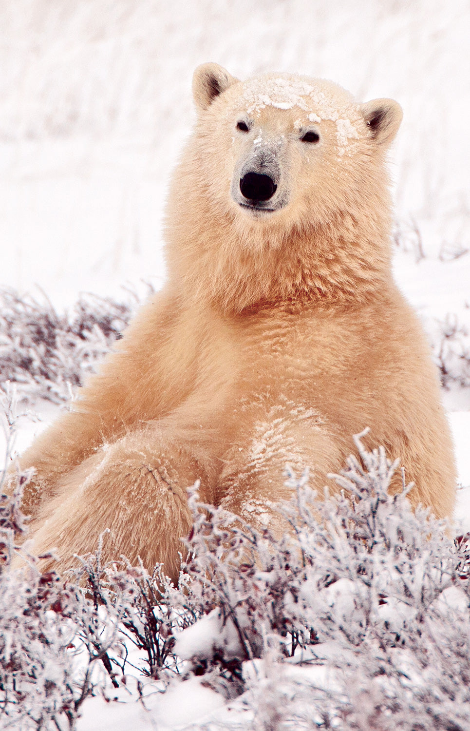 A photo of a polar bear lounging in the snow. End of image description.