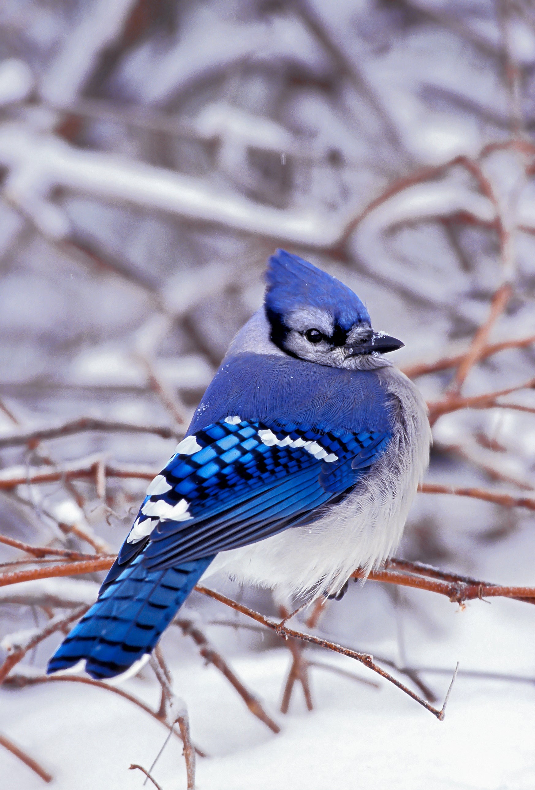 A blue jay bird sitting on branches in the snow. End of image description.