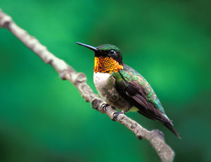  A ruby throated hummingbird perched on a branch with green background. End of image description.
