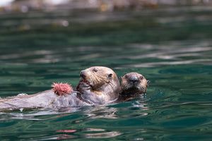 Sea otter with urchin on its belly and a pup swimming behind it. End of image description.