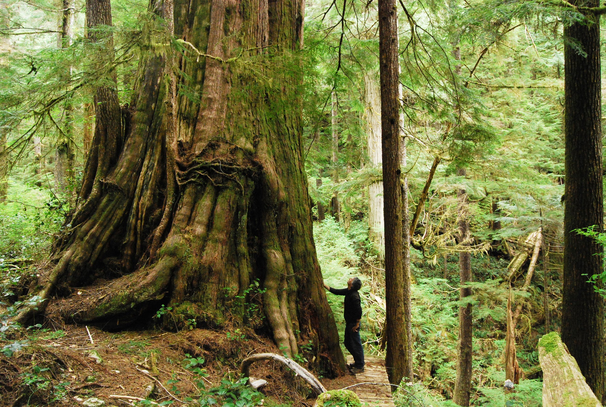 A giant red cedar tree in a forest, with a person leaning on one side.. End of image description.