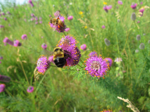 A big black and yellow bee with orange spot on a purple flower.