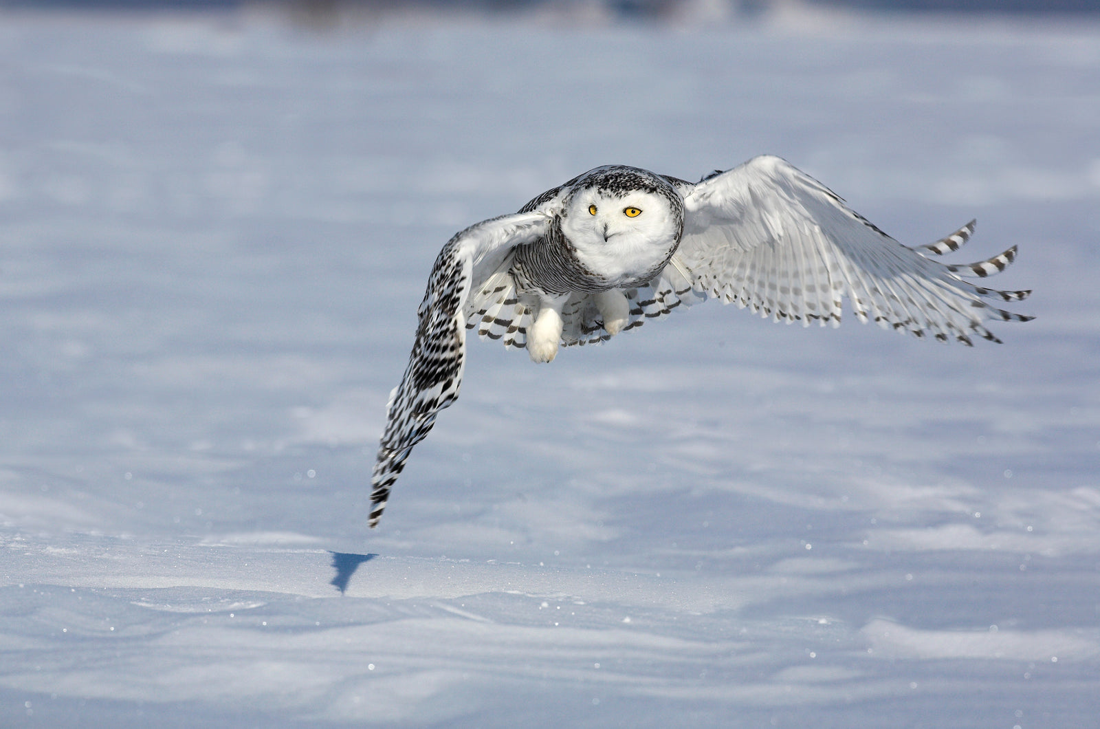 A snowy owl flying close the ground. End of image description.