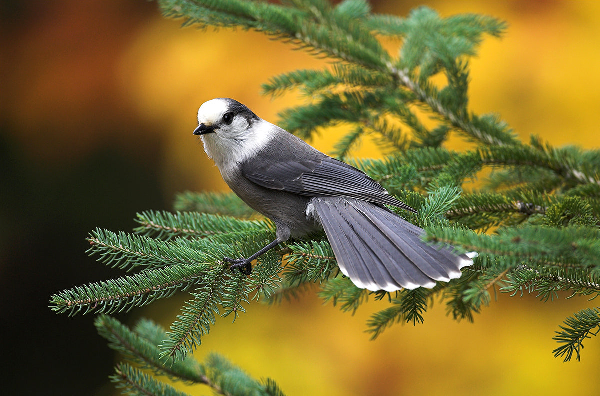 A photo of a gray jay sitting on a pine branch. End of image description. 