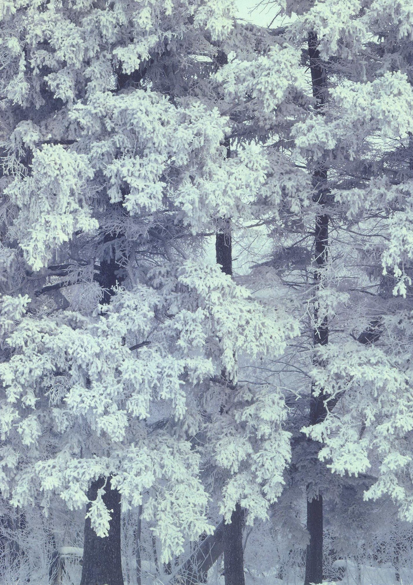 Black and white photo of trees in the snow. End of image description. 