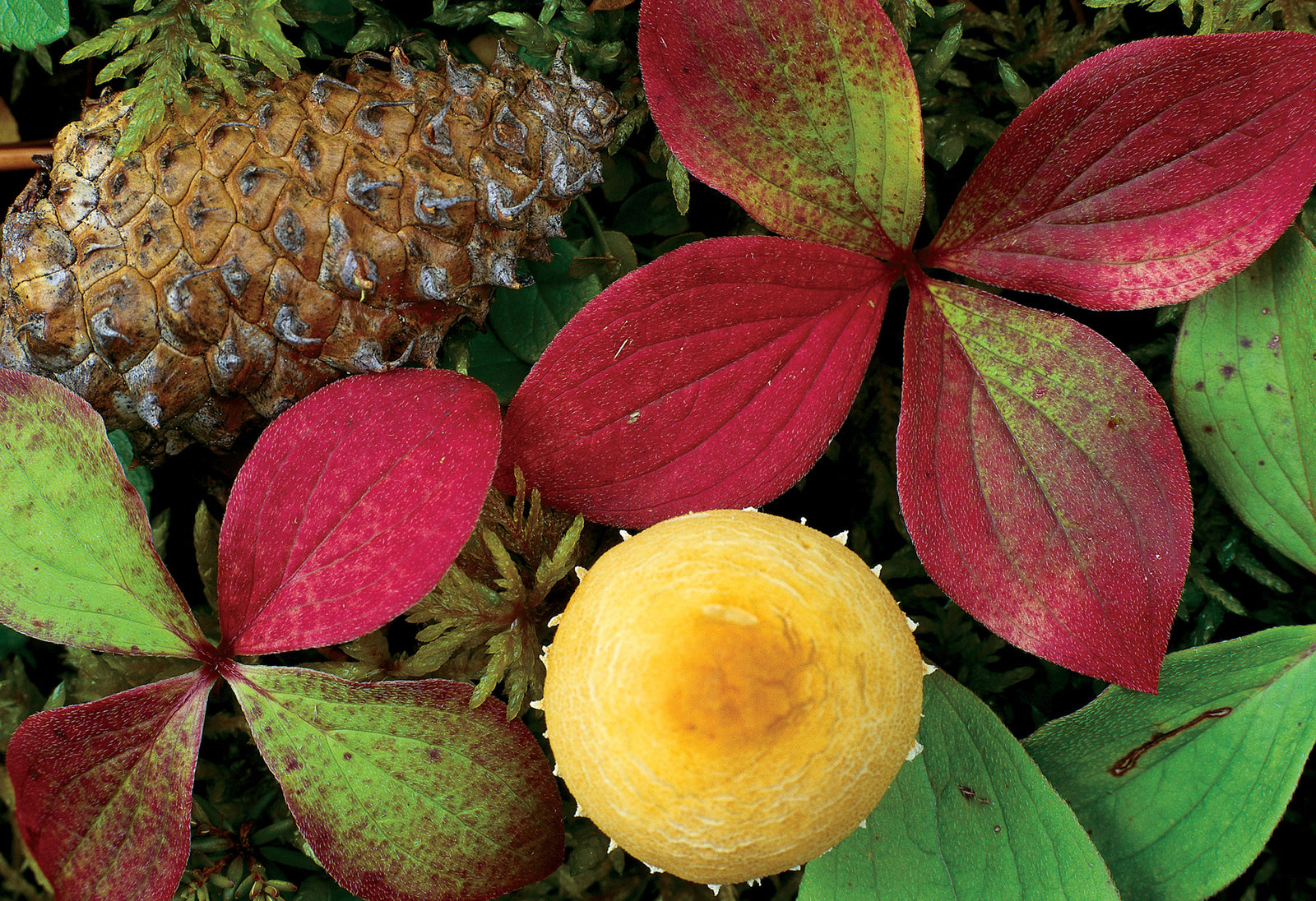 Pinecone, leaves and a mushroom. End of image description.