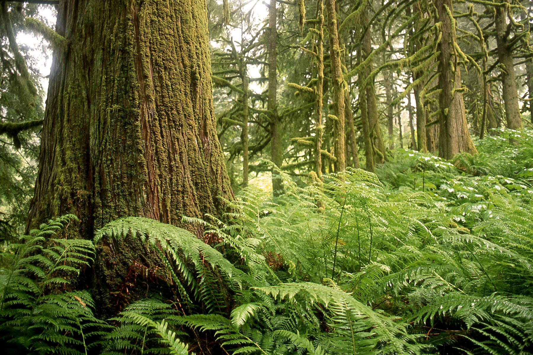 Several trees with heavy moss on them. There is a field of ferns. End of image description.