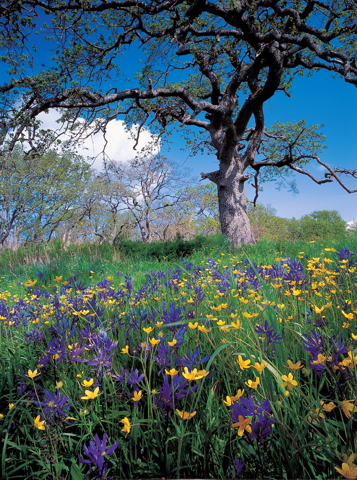 A photo of a tree in a field of flowers. End of image description.