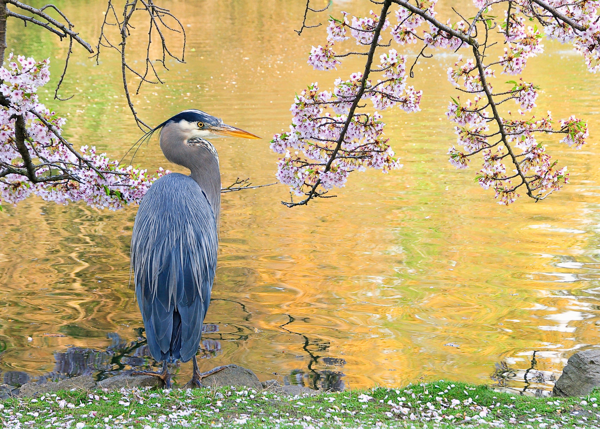 A great blue heron by water's edge with cherry blossoms above. End of image description.