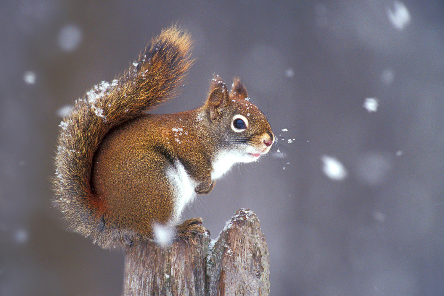 A red squirrel sitting on a branch in the middle of a snowfall. End of image description.