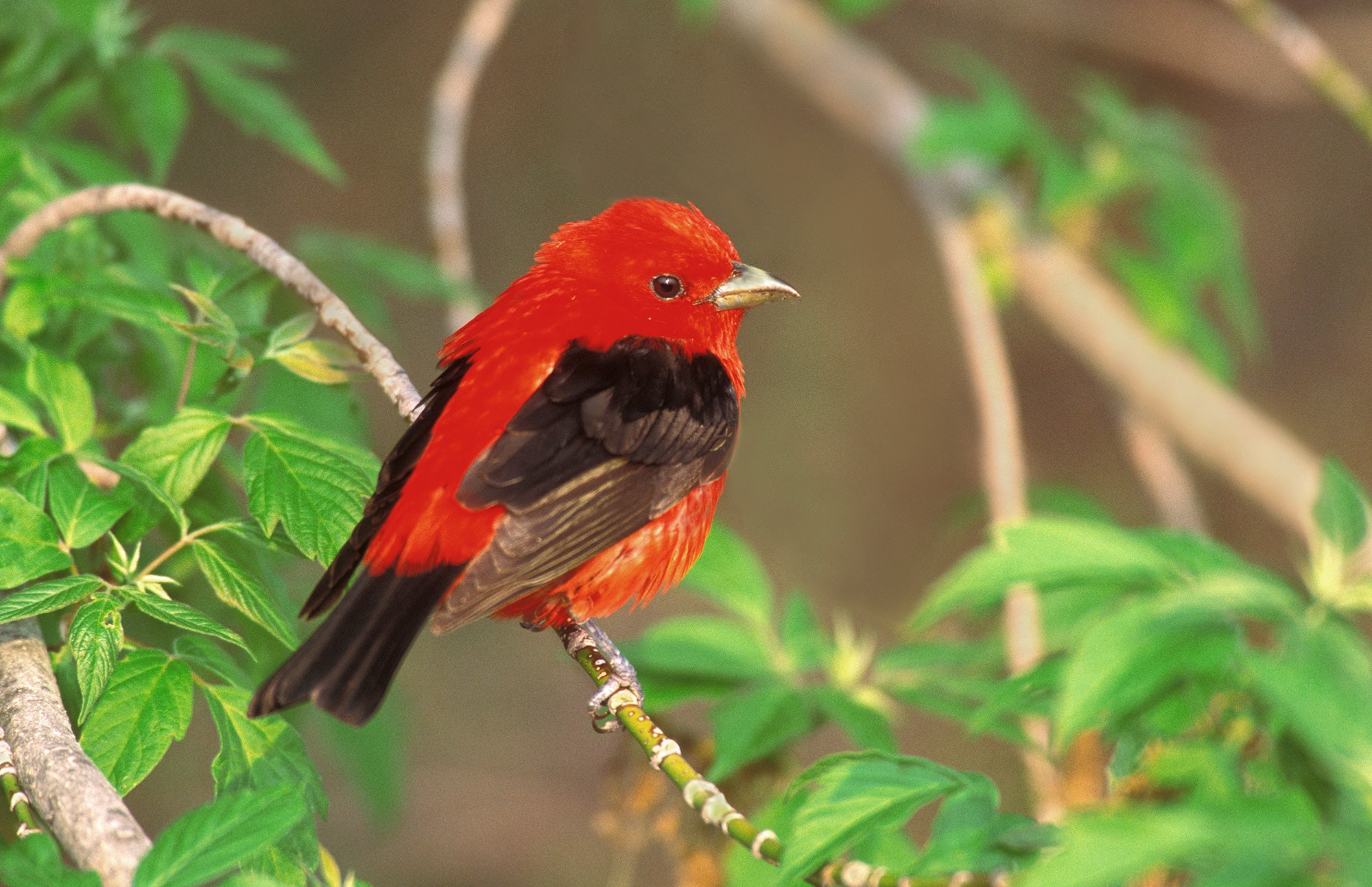 A small red and black scarlet tanager bird perched on a branch. End of image description.