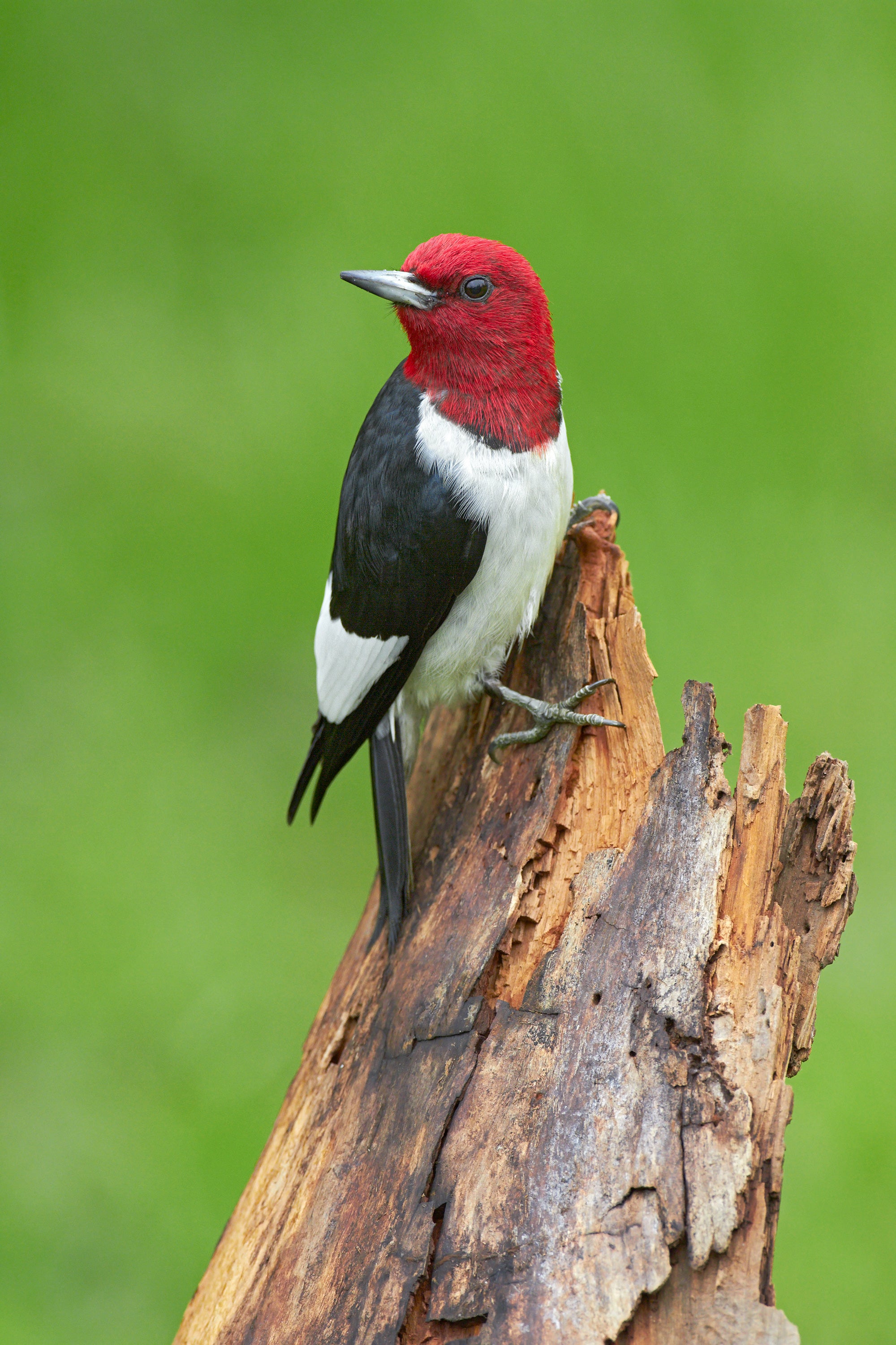 A red-headed woodpecker perched on a branch. End of image description. 